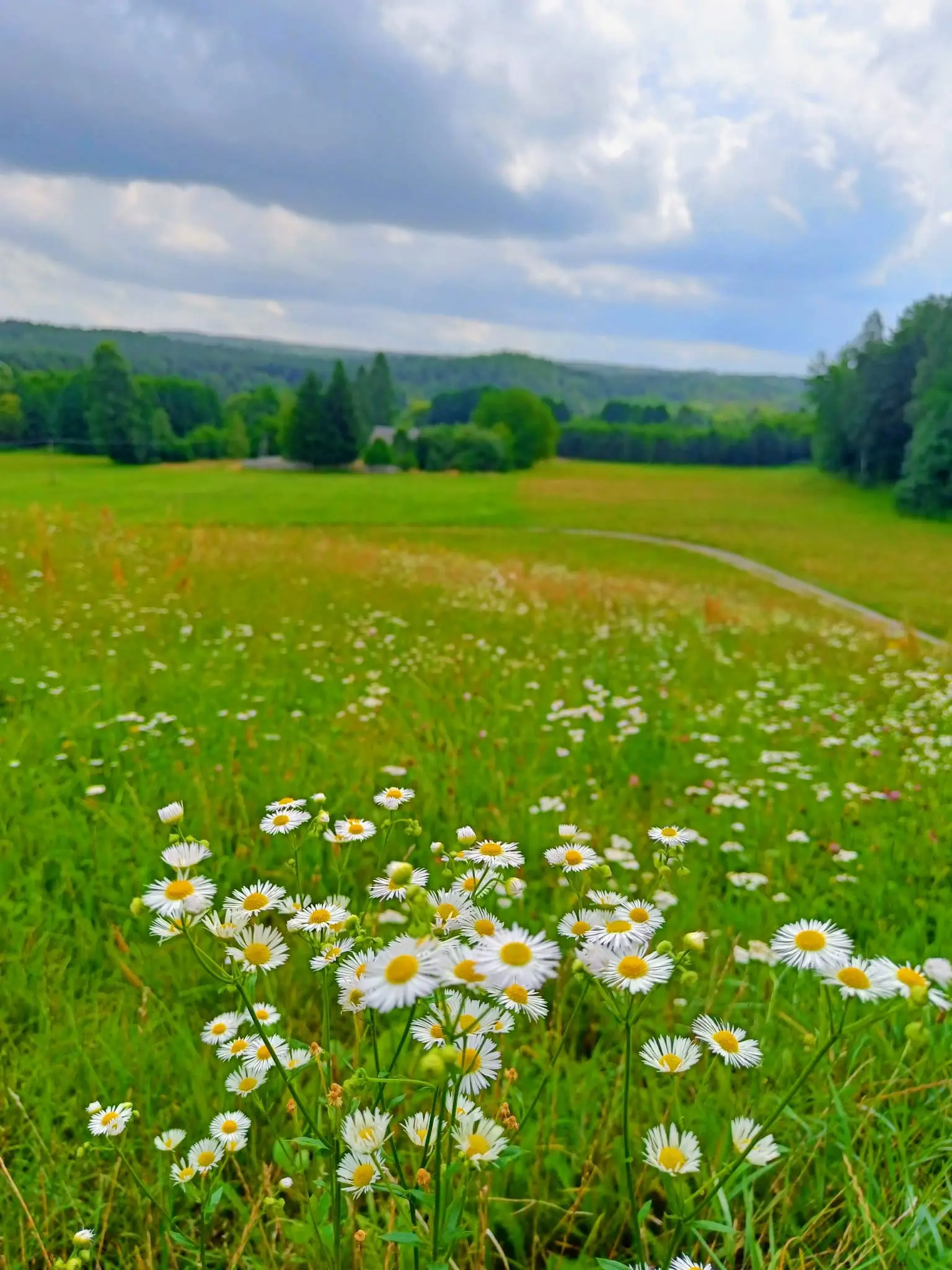 Psychoterapia-Gestalt